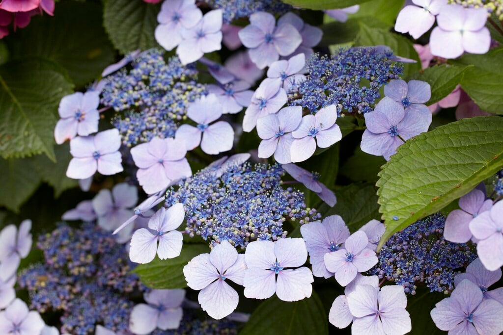 Hydrangea macrophylla &Mariesii Perfecta& (L) | hydrangea &Mariesii ...