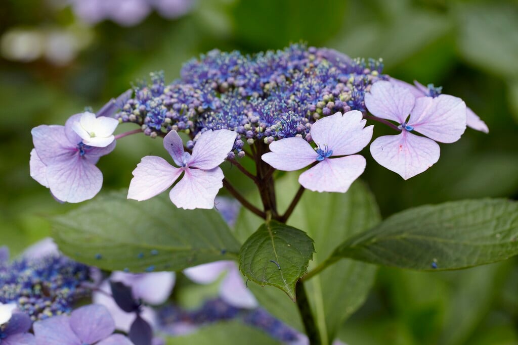hydrangea 'Mariesii Perfecta'