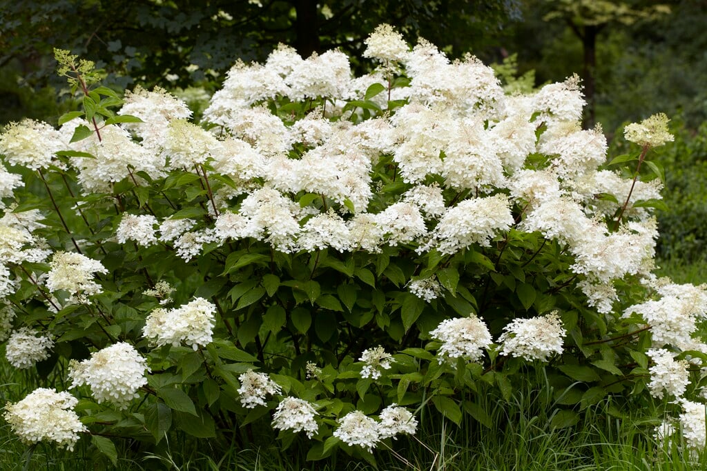 panicled hydrangea 'Phantom'