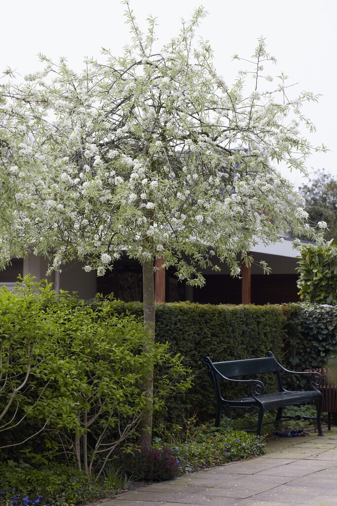 pendulous willow-leaved pear