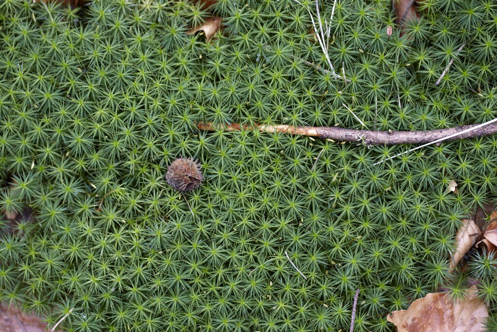 <i>Polytrichum</i> <i>commune</i>