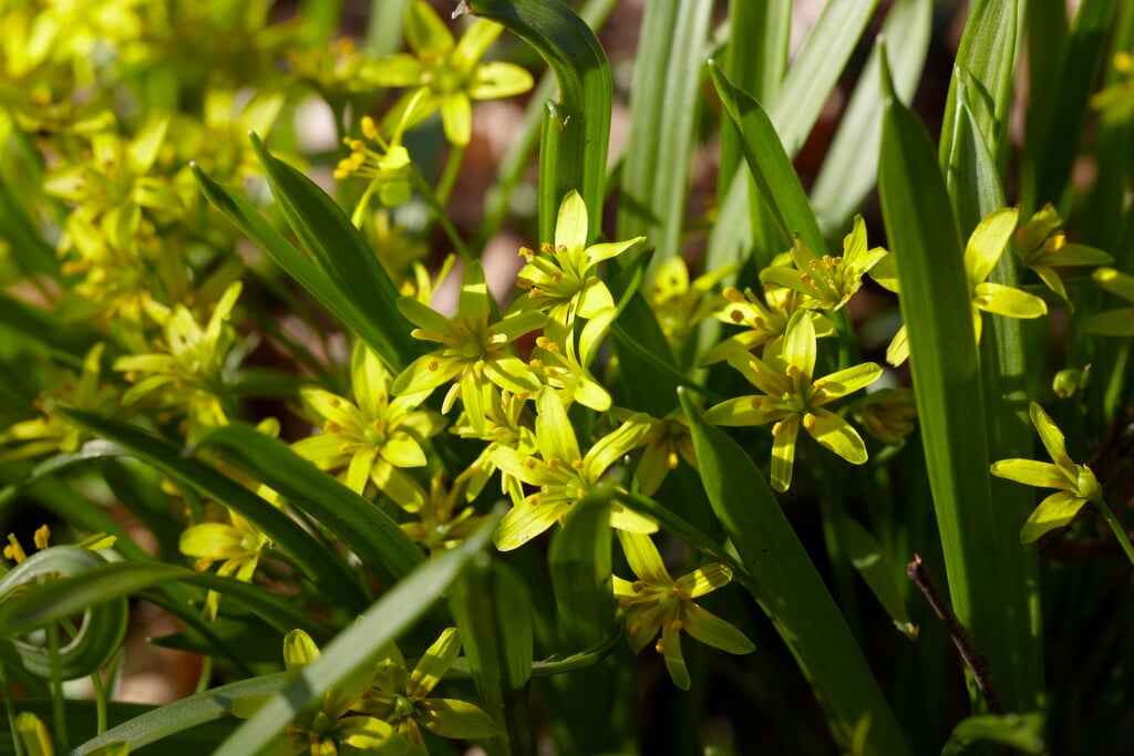 yellow star of Bethlehem