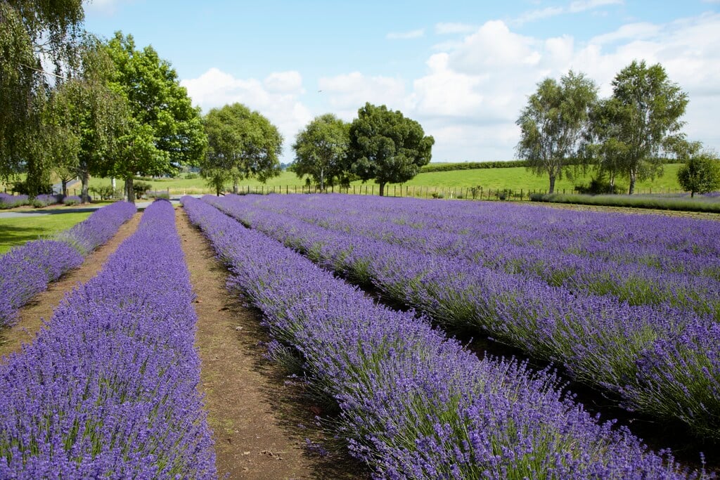 English lavender 'Pacific Blue'