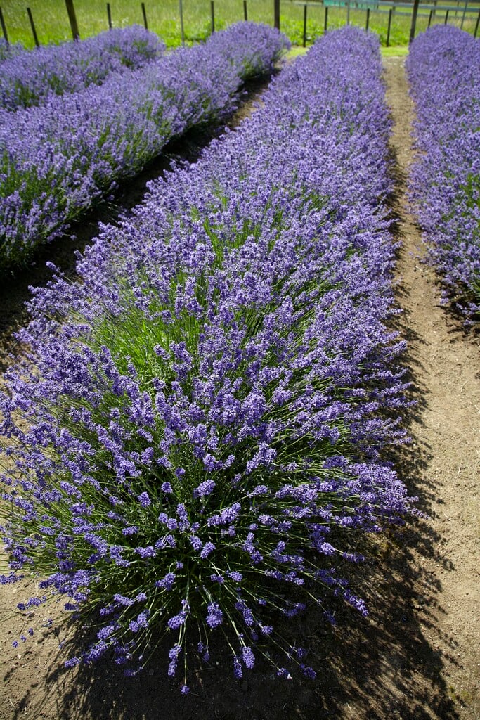 English lavender 'Pacific Blue'