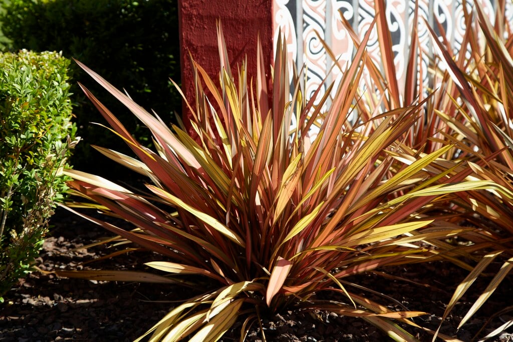Phormium tenax &Rainbow Sunrise& | Shrubs/RHS Gardening