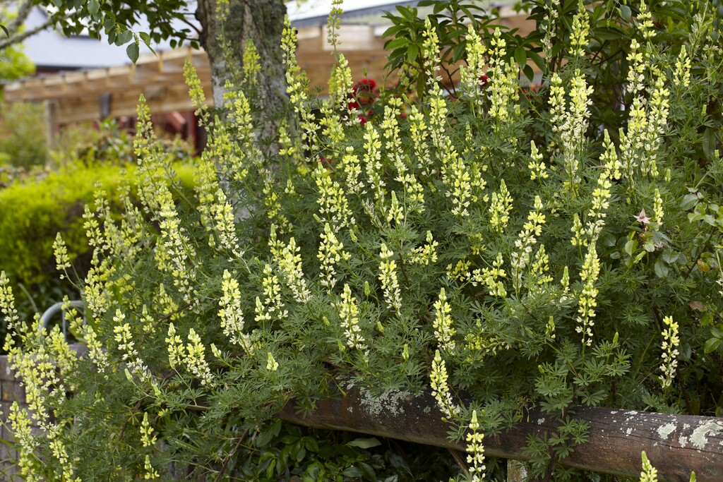 tree lupin