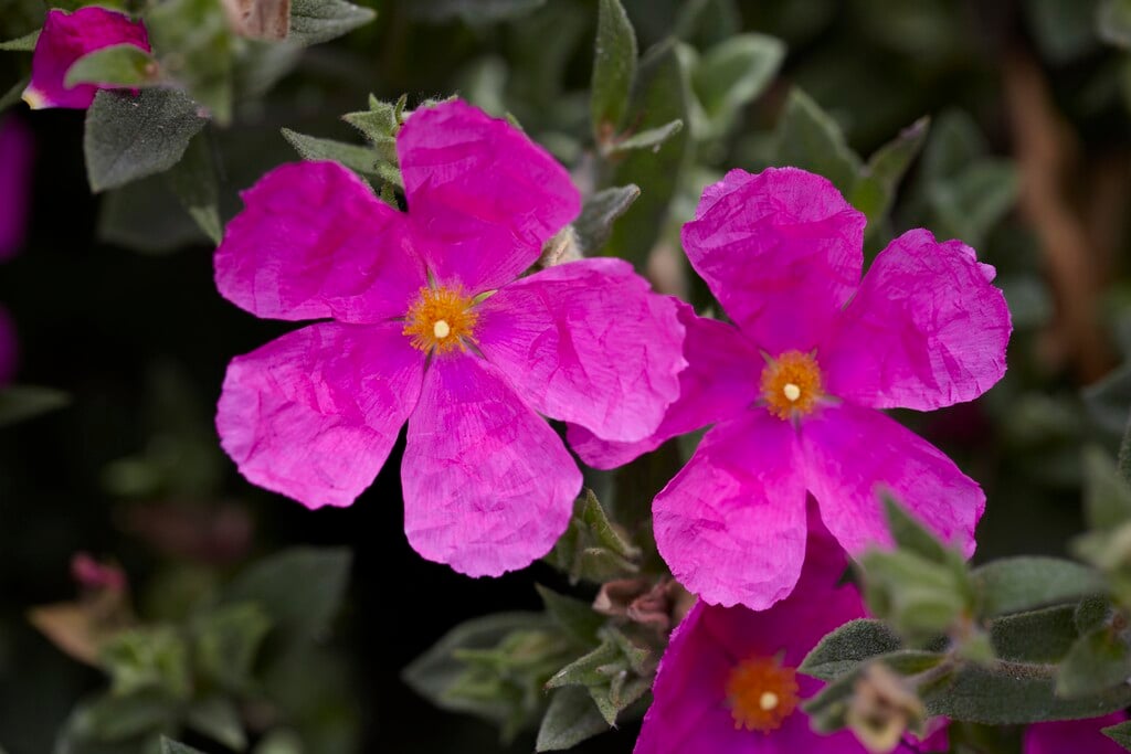 <em>Cistus</em> × <em>pulverulentus</em>