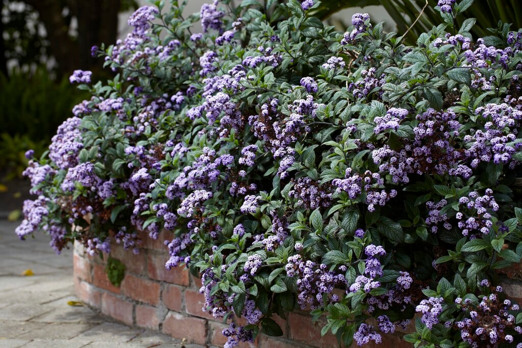 common heliotrope