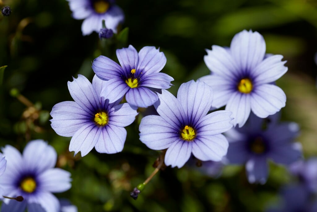 blue-eyed grass 'Devon Skies'