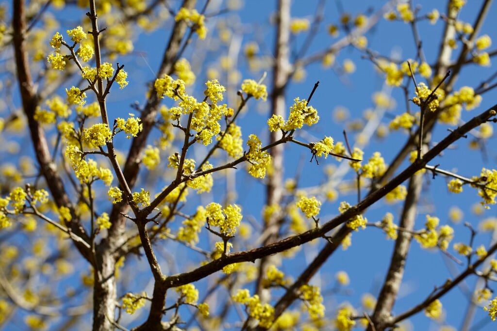 cornelian cherry