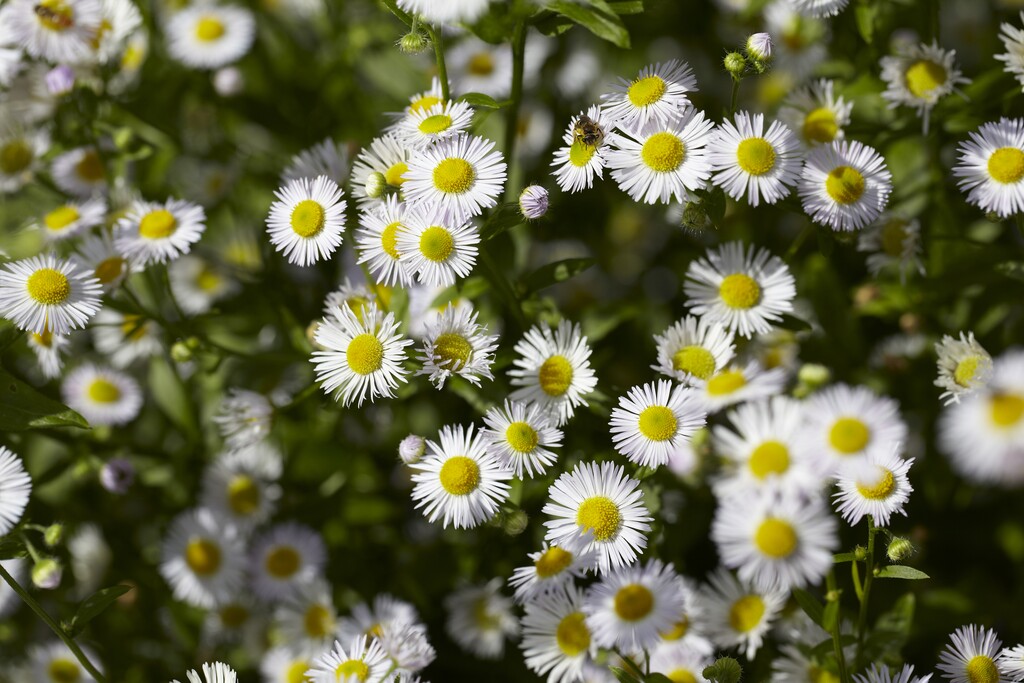 daisy fleabane