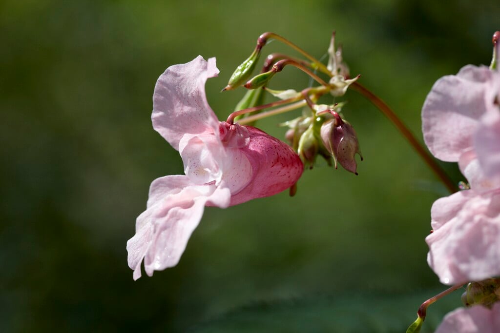 Himalayan balsam