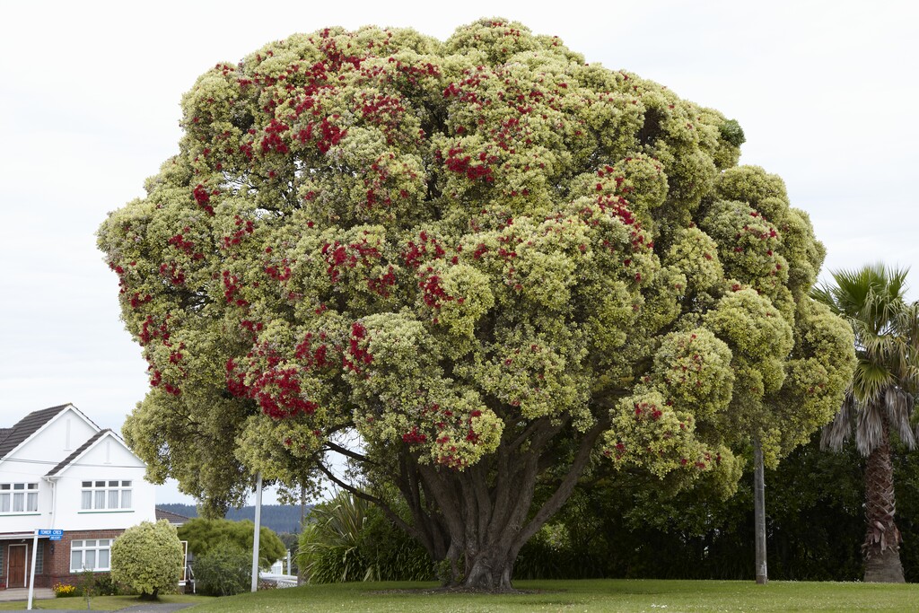 <i>Metrosideros</i> <i>excelsa</i> 'Variegata' (v)
