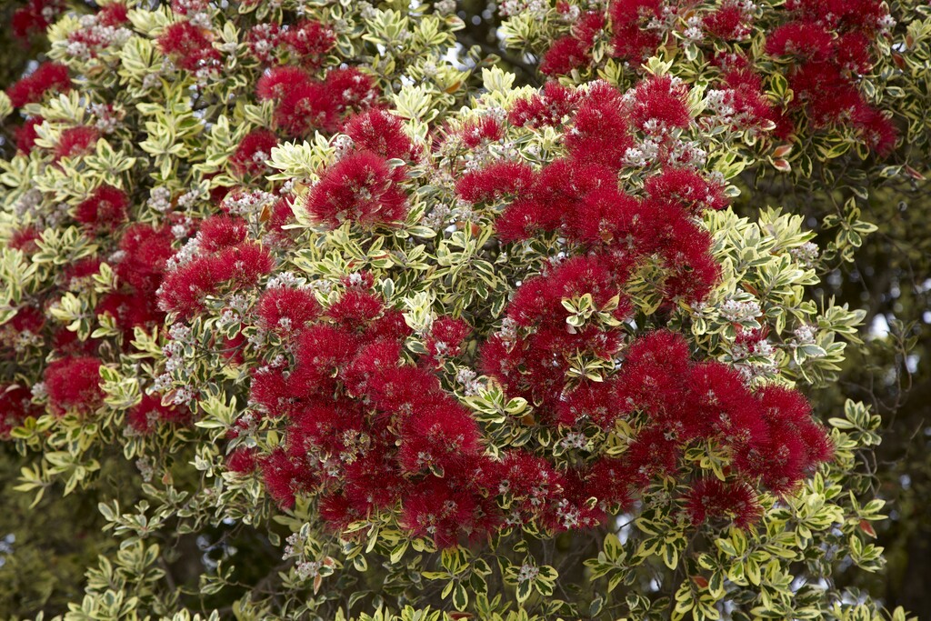 <i>Metrosideros</i> <i>excelsa</i> 'Variegata' (v)