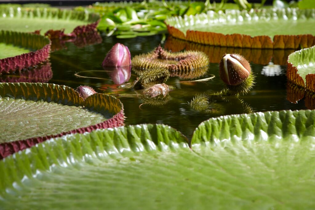 Amazon waterlily