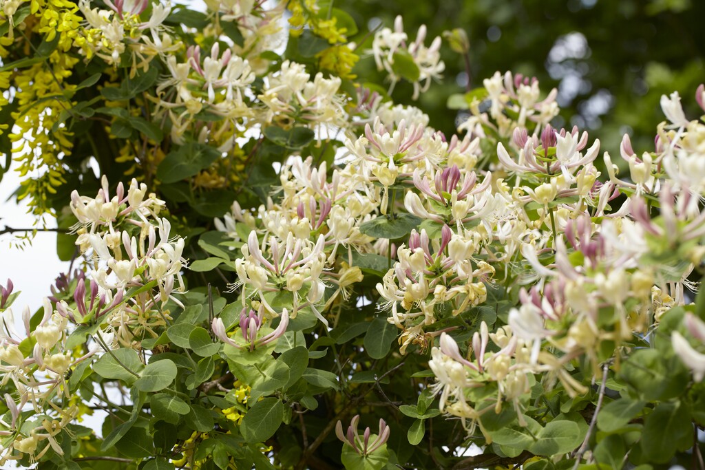 perfoliate honeysuckle
