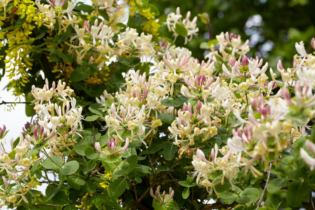 perfoliate honeysuckle