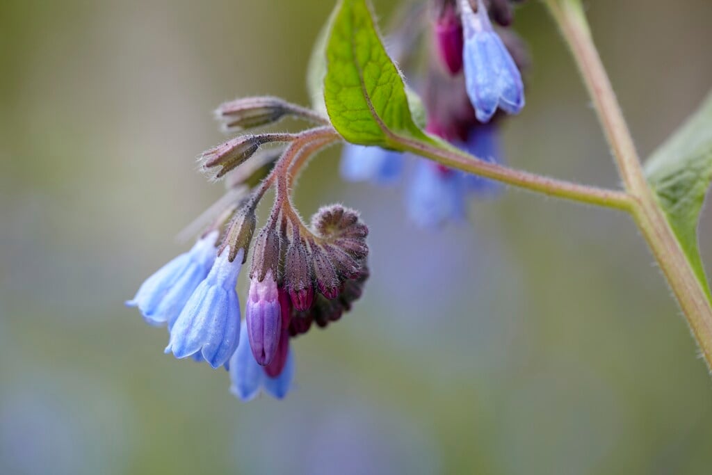 blue comfrey