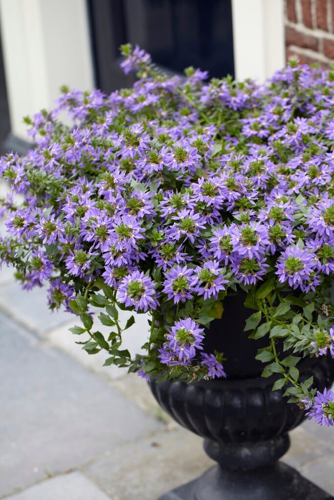 <i>Scaevola</i> <i>aemula</i>