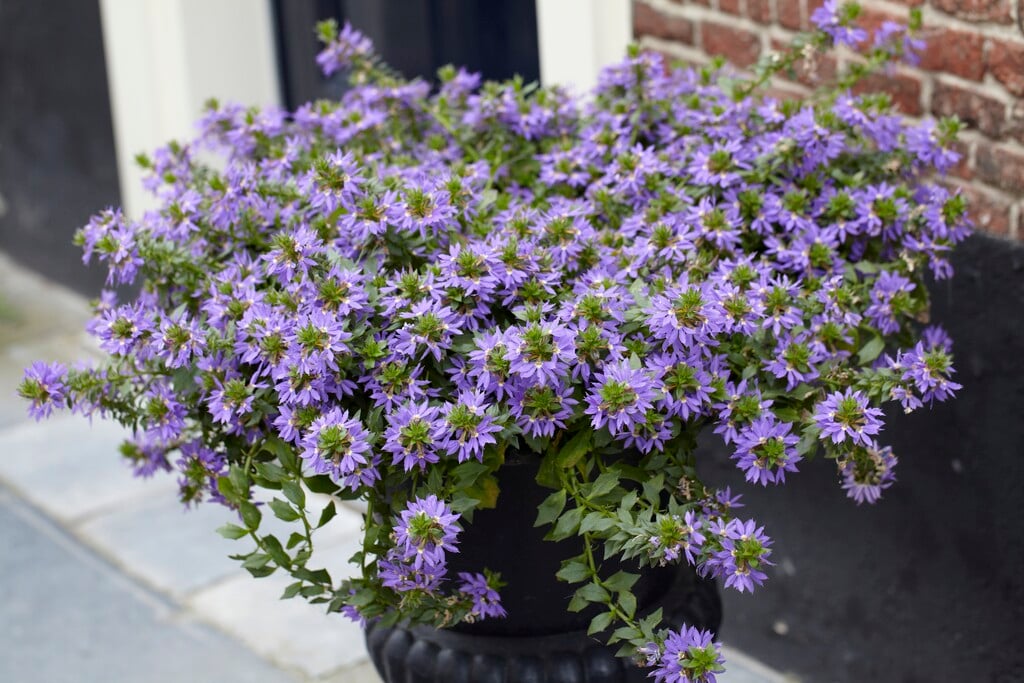 <i>Scaevola</i> <i>aemula</i>