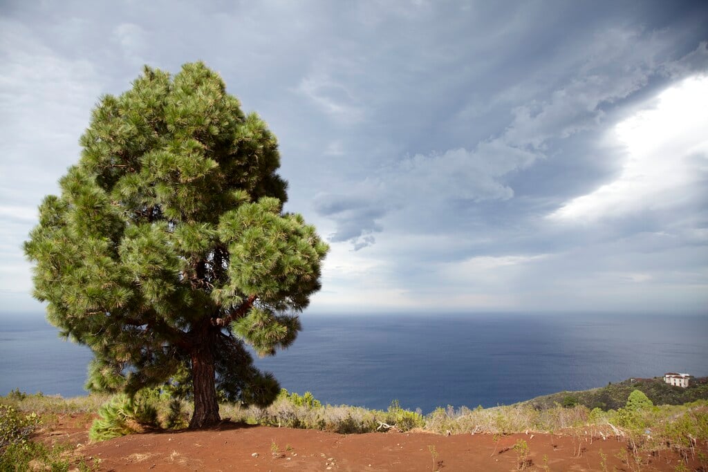 Canary Islands pine