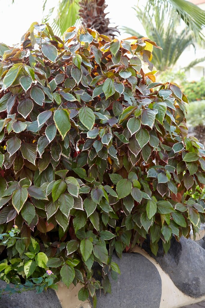 Jacob's coat 'Marginata'
