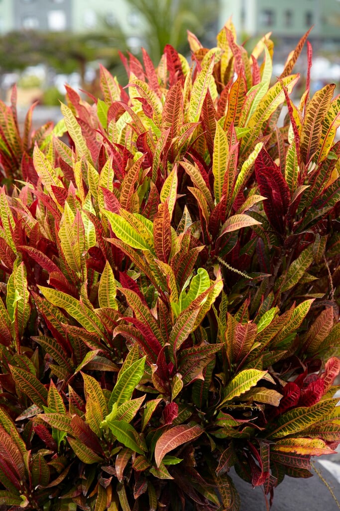 croton