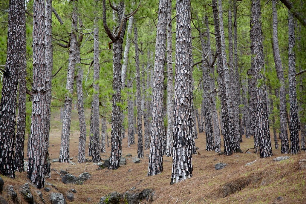 Canary Islands pine