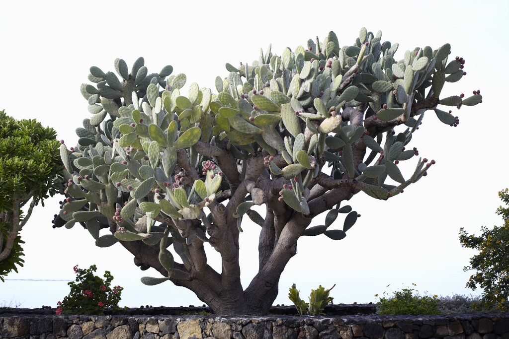<i>Opuntia</i> <i>tomentosa</i>