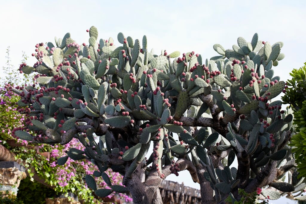 <i>Opuntia</i> <i>tomentosa</i>