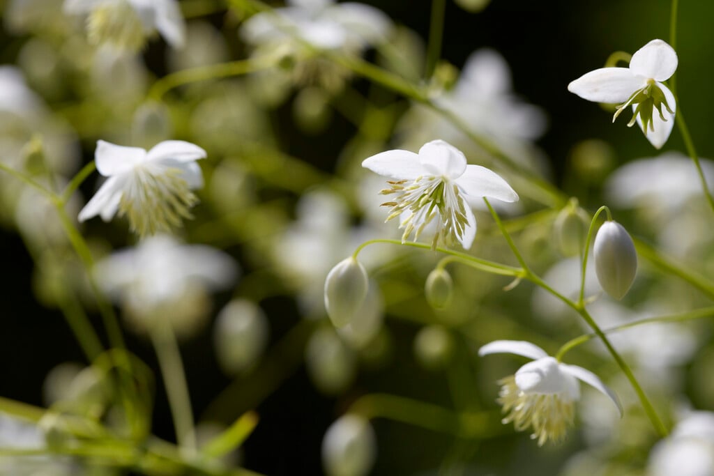 Chinese meadow rue 'Album'