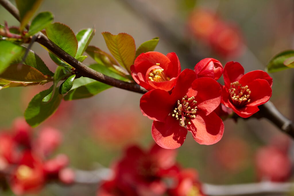 Japanese quince