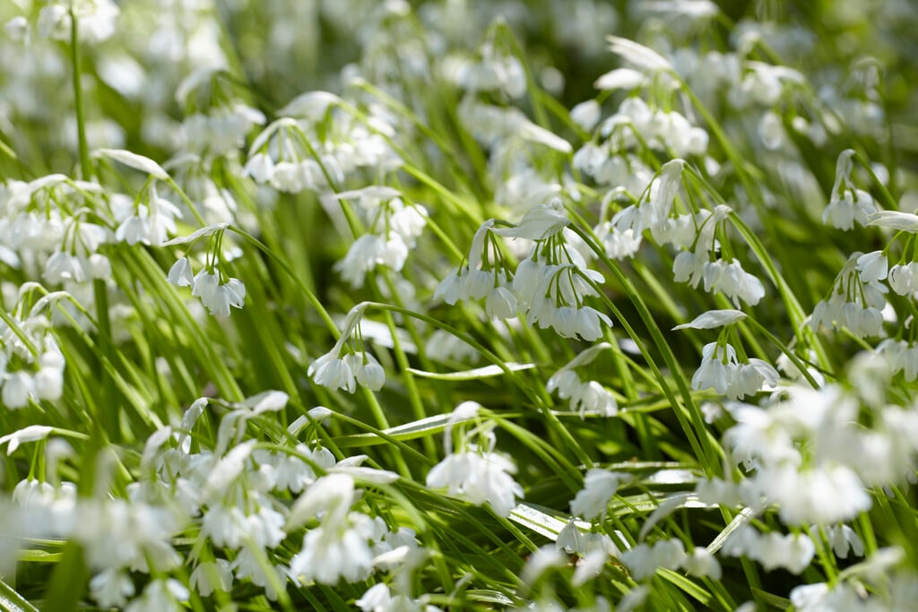 few-flowered garlic