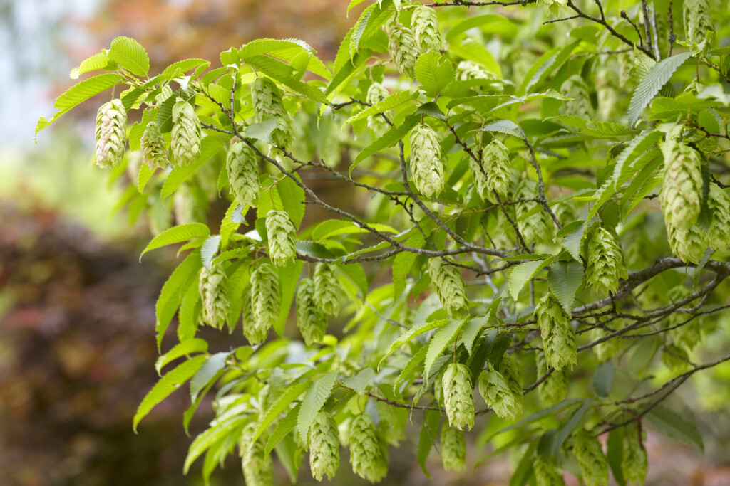 hop hornbeam