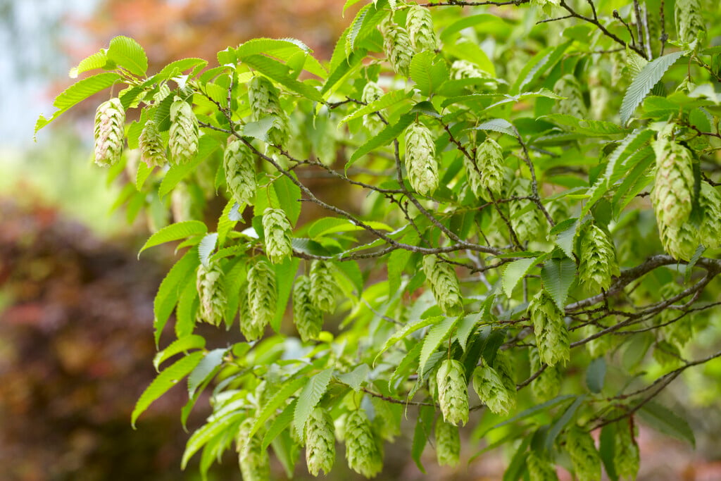 hop hornbeam