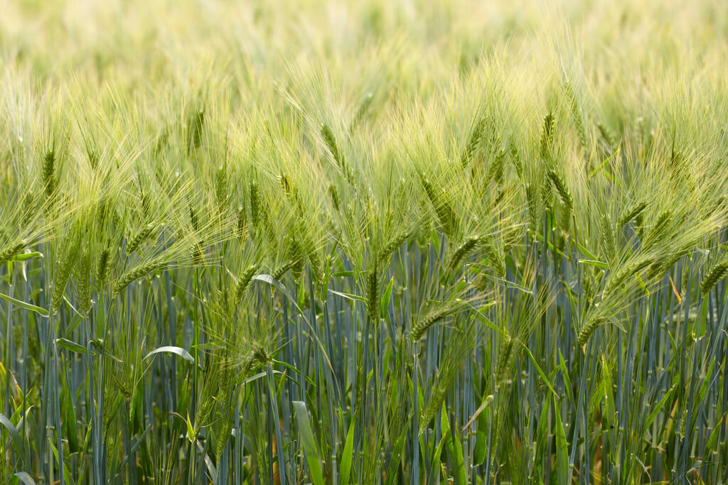barley