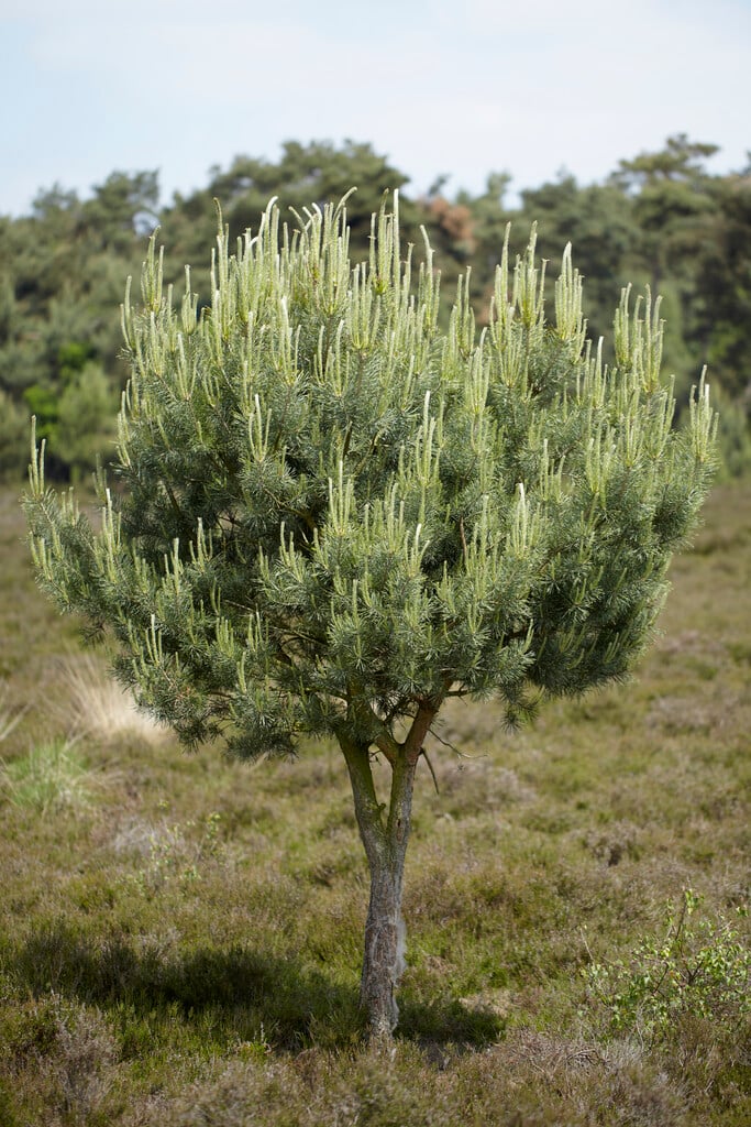 Scots pine