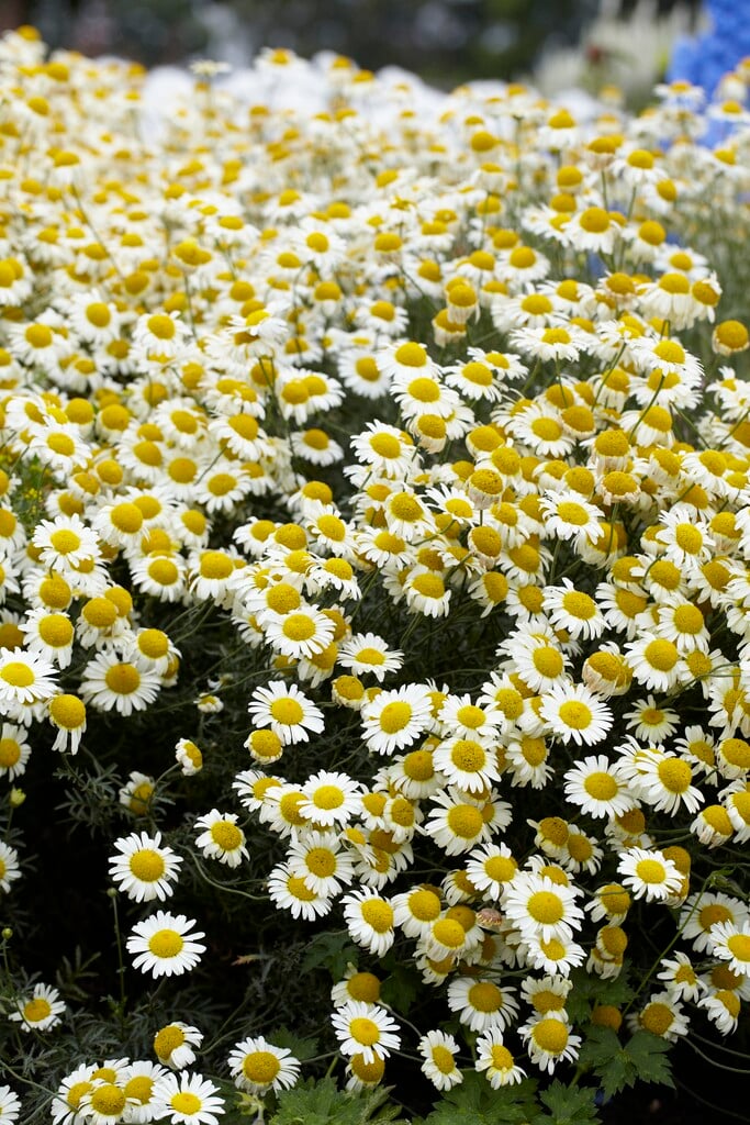 dyer's chamomile 'Lemon Ice'