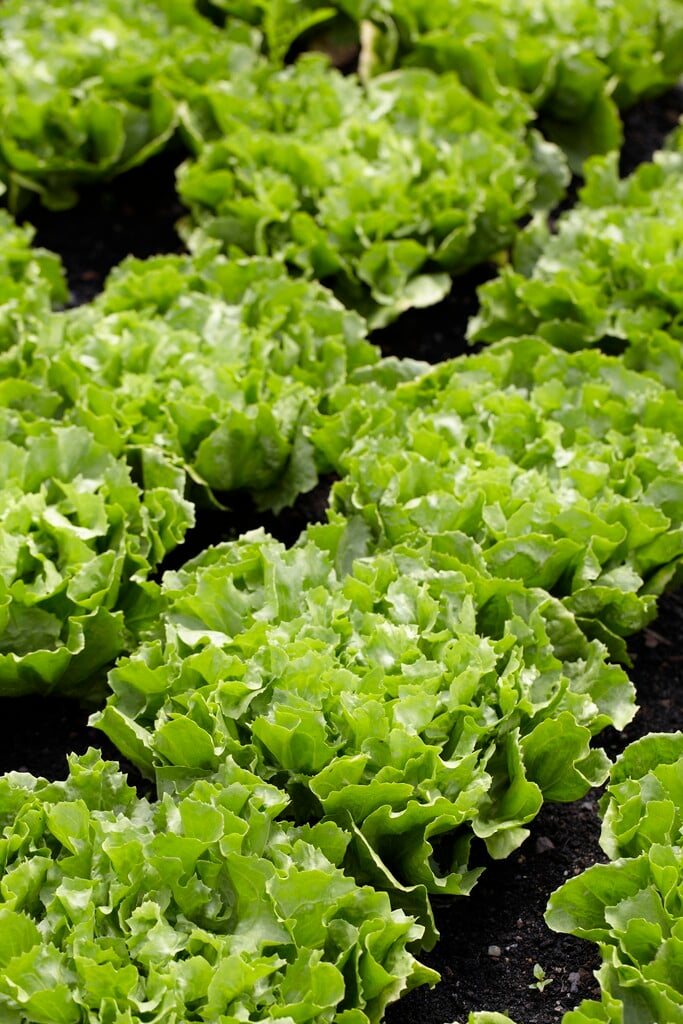 endive