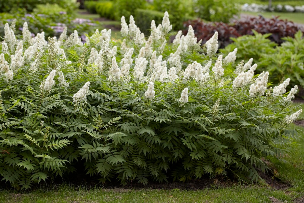 false spirea 'Sem'