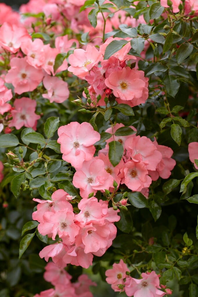 rose [Pink Blanket]