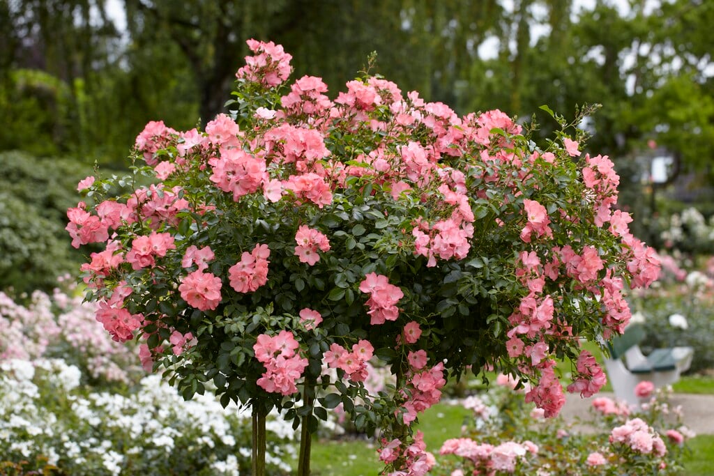 rose [Pink Blanket]