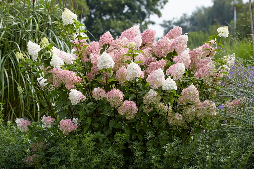 Hydrangea paniculata Vanille Fraise (&Renhy&PBR) paniculate hydrangea