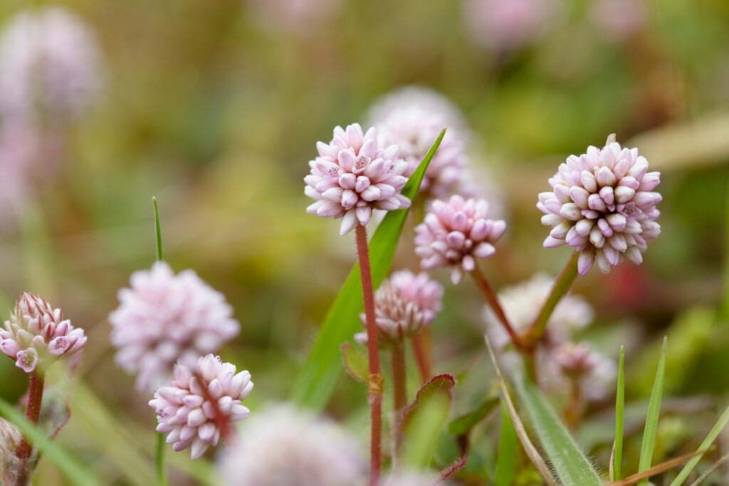pink knotweed