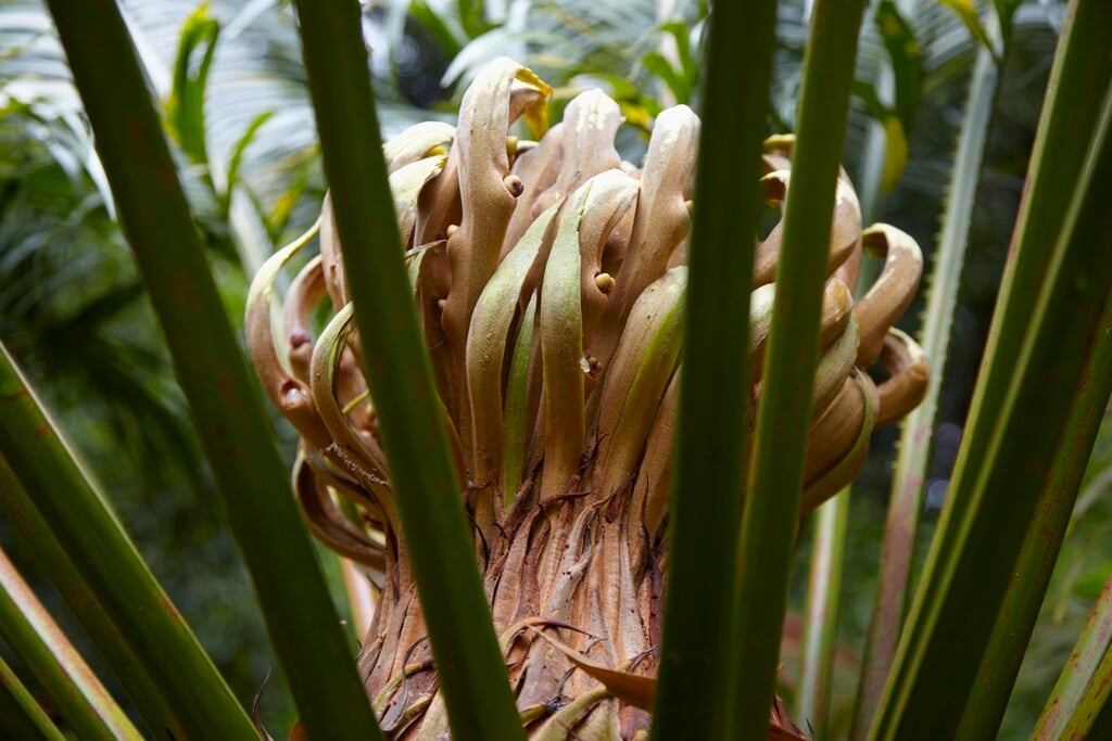 East Indian sago palm