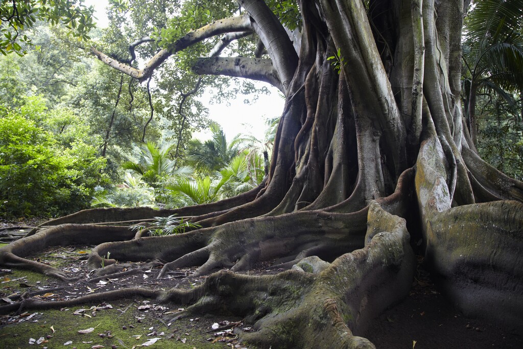 Para rubber tree