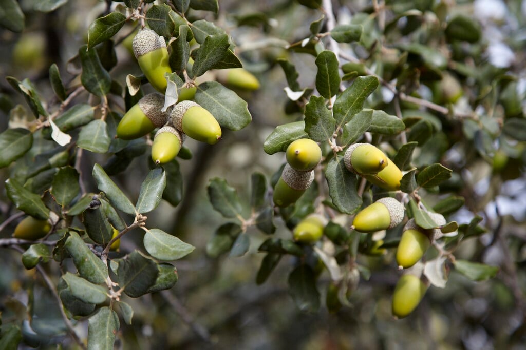 cork oak