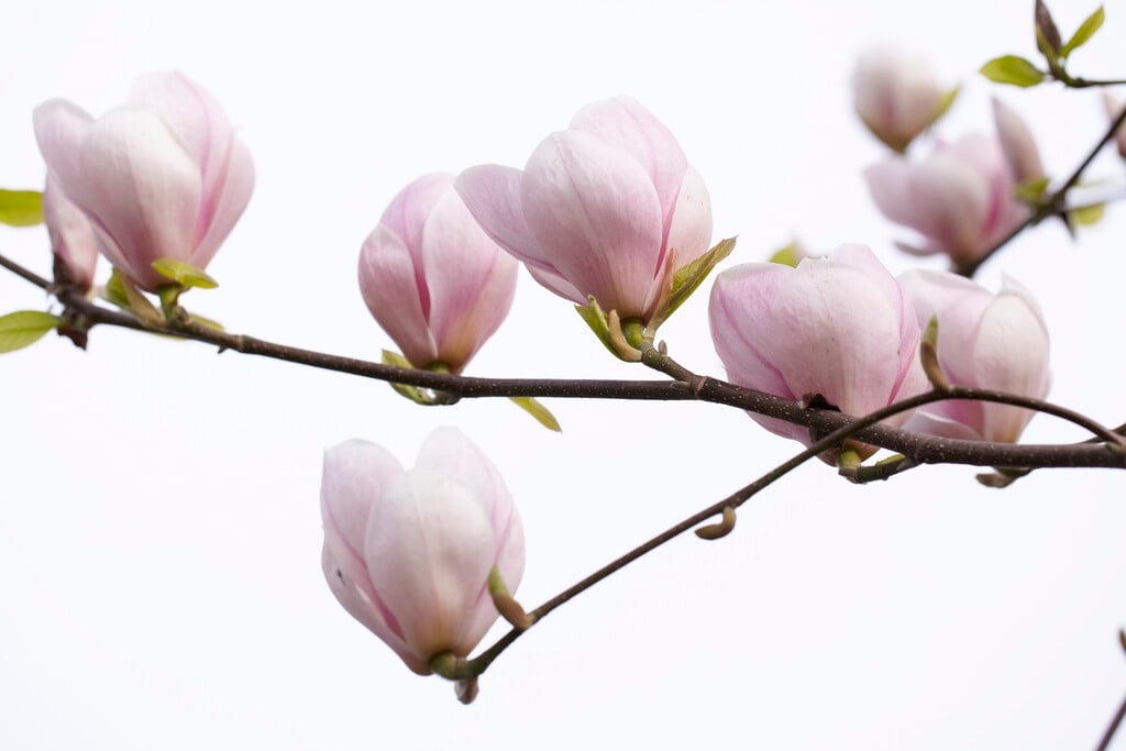saucer magnolia 'Sundew'