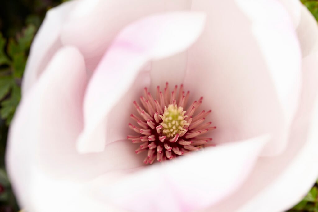 saucer magnolia 'Sundew'