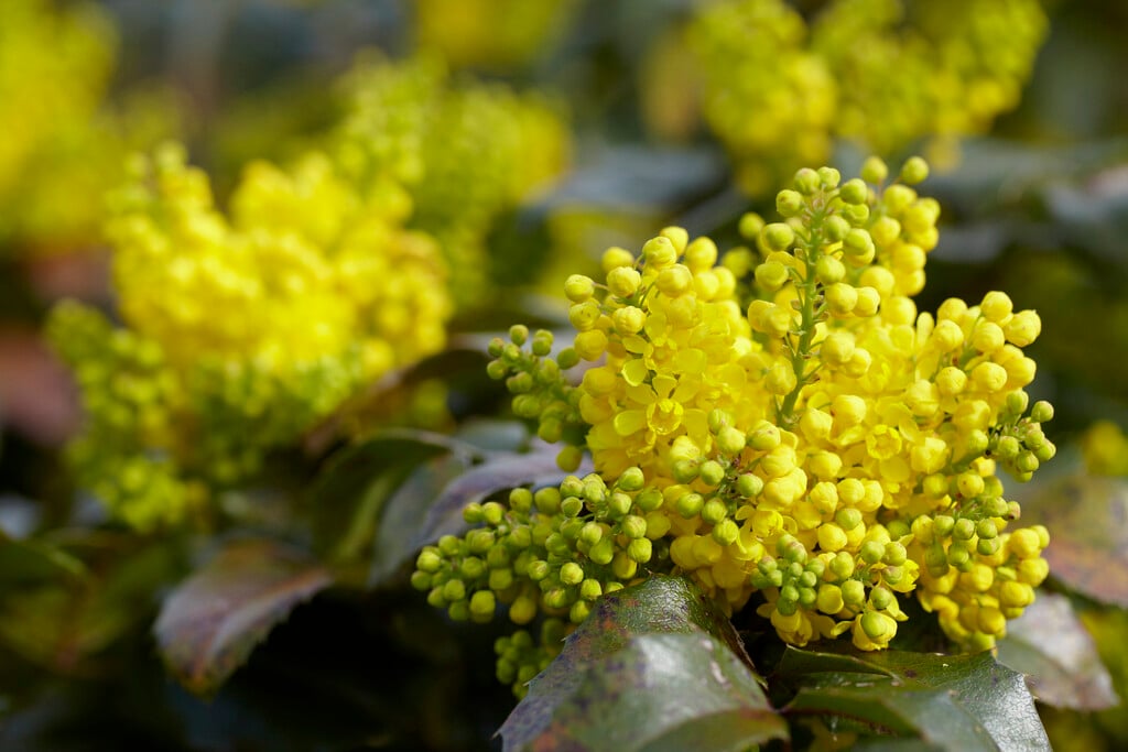 Oregon grape [Blackfoot]